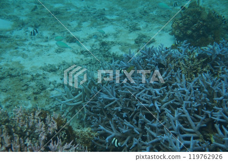 A coral reef with a variety of corals on Zamami Island A coral reef with a variety of corals on Zamami Island 119762926