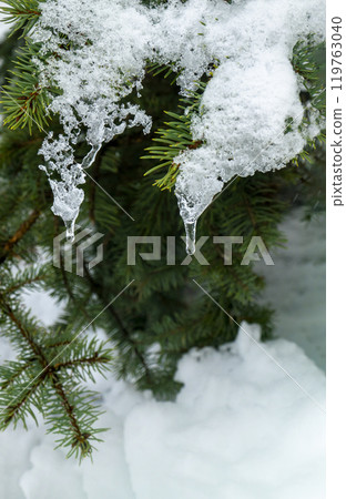 On a white background of snow. Green branches of the Christmas tree. 119763040