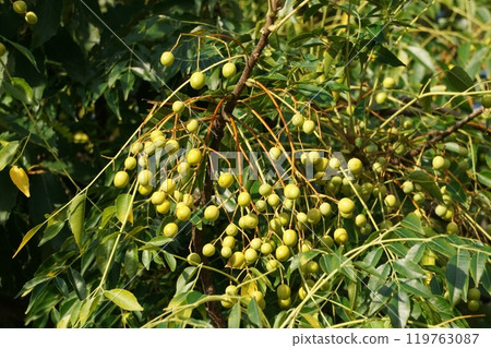 Yellow-colored China tree fruit 119763087
