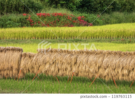 Autumn rice field scenery - Hasakake scenery Autumn rice field scenery - Hasakake scenery 119763115