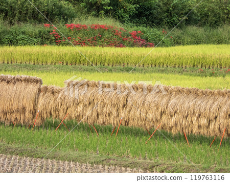 秋天的稻田風景-風景 119763116
