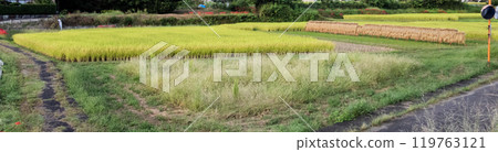 Autumn rice field scenery - Hasakake scenery 119763121