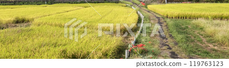 Autumn rice field view Autumn rice field view 119763123