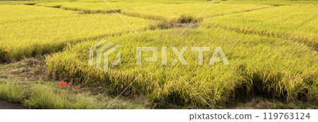 Autumn rice field view 119763124