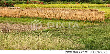 Autumn rice field scenery - Hasakake scenery 119763125