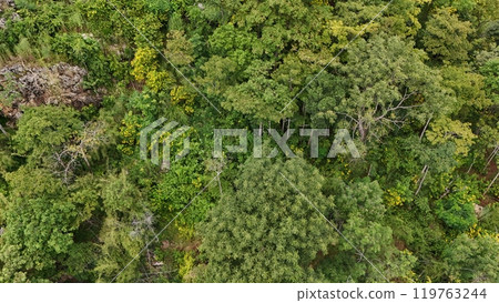 Aerial view the Tropical forest Healthy environment green tone 119763244