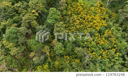 Aerial view the Tropical forest Healthy environment green tone 119763246