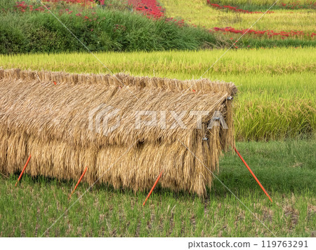 Autumn rice field view 119763291