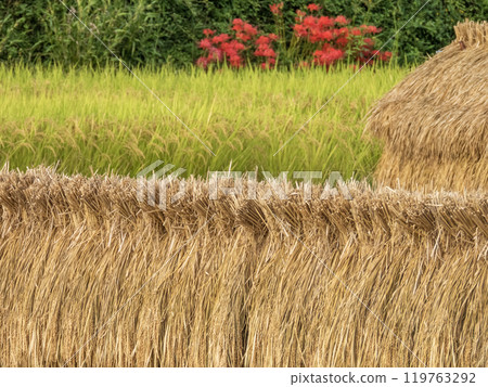 Autumn rice field view Autumn rice field view 119763292