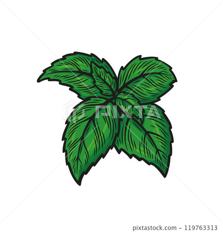 Green basil branch Green basil branch 119763313