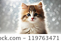 Cute kitten Norwegian Forest Cat 119763471