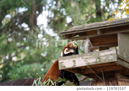 japan zoo red panda red panda red panda レッサーパンダ 119763587