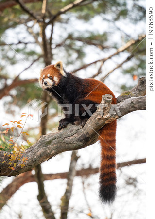 日本 動物園 小熊貓 紅熊貓 red panda レッサーパンダ 119763590
