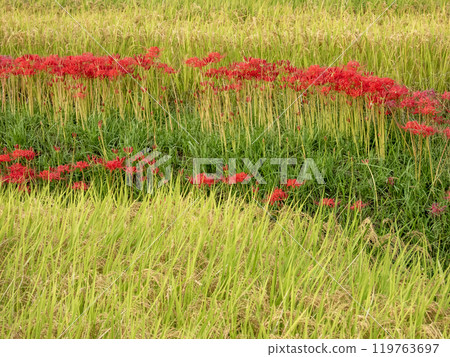 Autumn rice field view Autumn rice field view 119763697