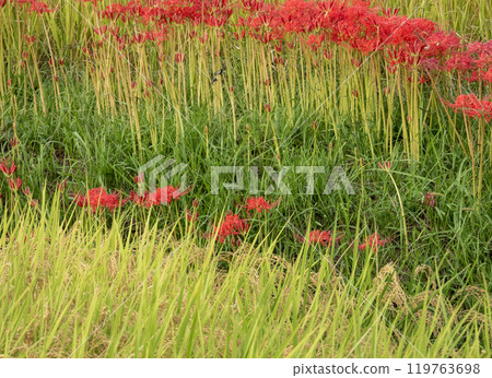 Autumn rice field view Autumn rice field view 119763698