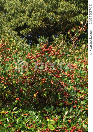 Bright red berries of the Japanese mokkoku tree Bright red berries of the Japanese mokkoku tree 119763708