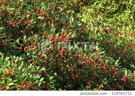 鮮紅的木國果實 鮮紅的木國果實 119763712