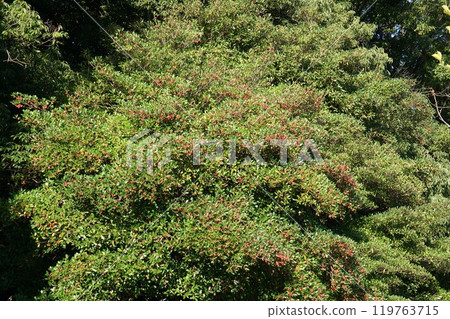 鮮紅的木國果實 鮮紅的木國果實 119763715