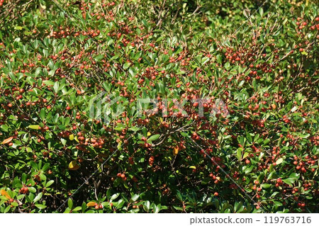 Bright red berries of the Japanese mokkoku tree 119763716