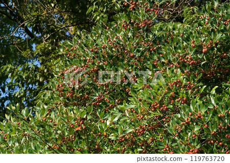 鮮紅的木國果實 鮮紅的木國果實 119763720