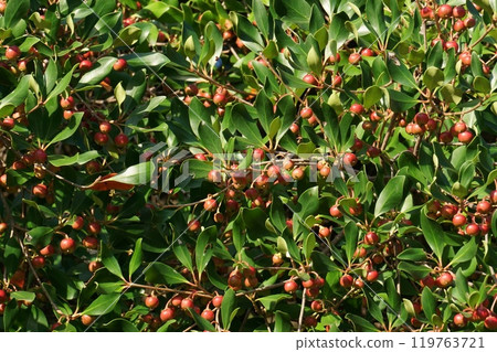 鮮紅的木國果實 鮮紅的木國果實 119763721