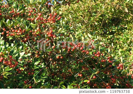 鮮紅的木國果實 鮮紅的木國果實 119763738