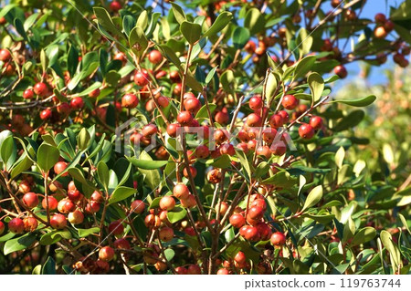 Bright red berries of the Japanese mokkoku tree Bright red berries of the Japanese mokkoku tree 119763744