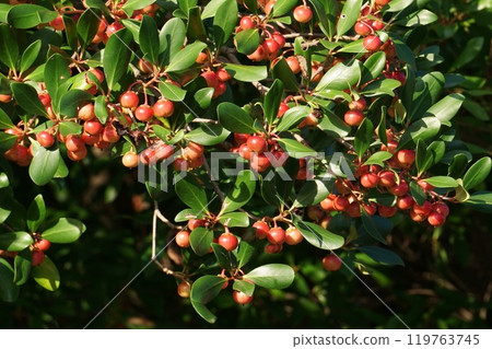 鮮紅的木國果實 鮮紅的木國果實 119763745
