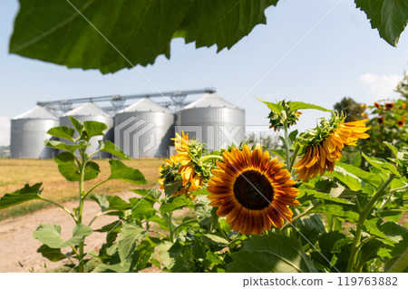 Sunflower on a background of agricultural silos, grain elevator for storage and drying of cereals 119763882