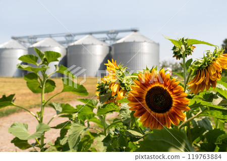 Sunflower on a background of agricultural silos, grain elevator for storage and drying of cereals 119763884