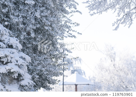Snow covered trees. Winter forest Snow covered trees. Winter forest 119763901
