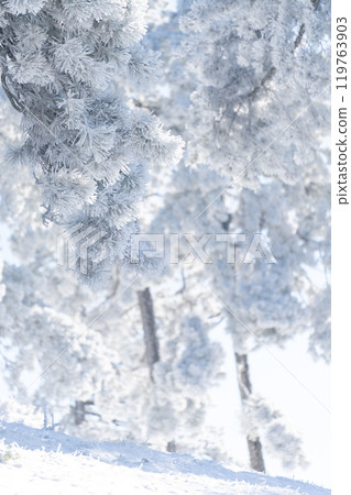 Snow covered trees. Winter forest Snow covered trees. Winter forest 119763903