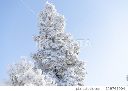 Snow covered trees. Winter forest 119763904