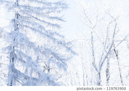 Snow covered trees. Winter forest 119763908