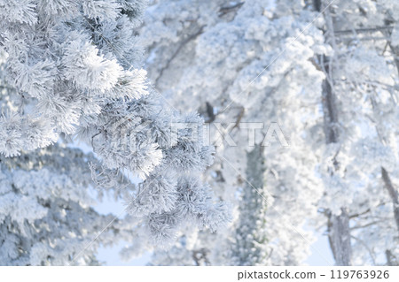 Snow covered trees. Winter forest Snow covered trees. Winter forest 119763926