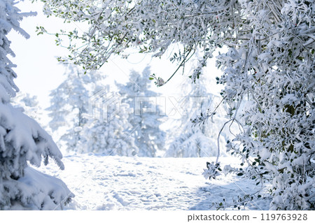 Snow covered trees. Winter forest 119763928