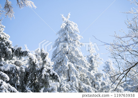 Snow covered trees. Winter forest Snow covered trees. Winter forest 119763938