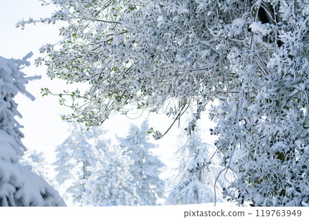 Snow covered trees. Winter forest 119763949