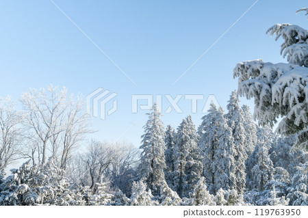 Snow covered trees. Winter forest 119763950
