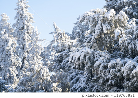 Snow covered trees. Winter forest 119763951