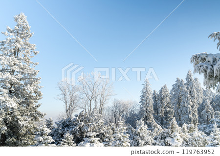 Snow covered trees. Winter forest 119763952