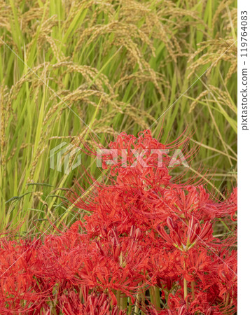 Scenery of autumn rice fields with red spider lilies 119764083