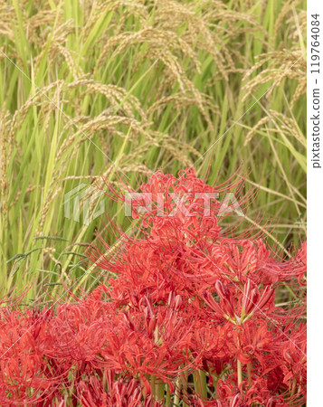紅蜘蛛百合與秋天稻田的風景 119764084