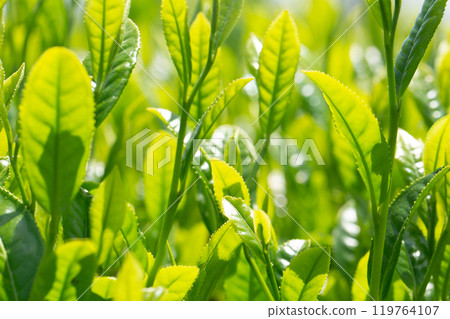 新鮮的綠茶葉 119764107
