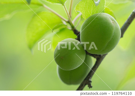 Ome fruit Ome fruit 119764110