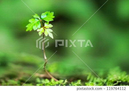Fresh green young leaves sprouting Fresh green young leaves sprouting 119764112