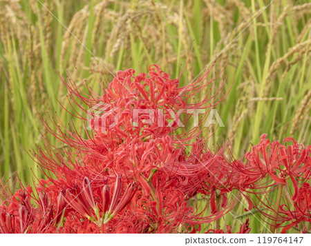 紅蜘蛛百合與秋天稻田的風景 119764147