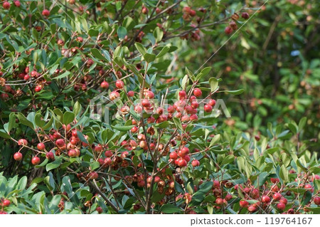 木果果開始爆裂 119764167