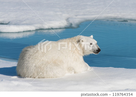 Wild polar bear lying on the pack ice north of Spitsbergen Island, Svalbard 119764354
