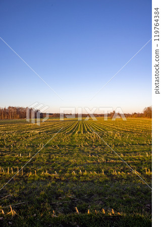 An Expansive Green Field Stretching Out Under a Clear Blue Sky, Perfect for Relaxation An Expansive Green Field Stretching Out Under a Clear Blue Sky, Perfect for Relaxation 119764384